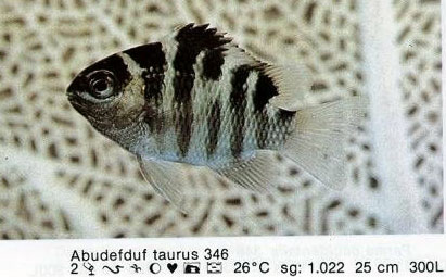 Abudefduf taurus